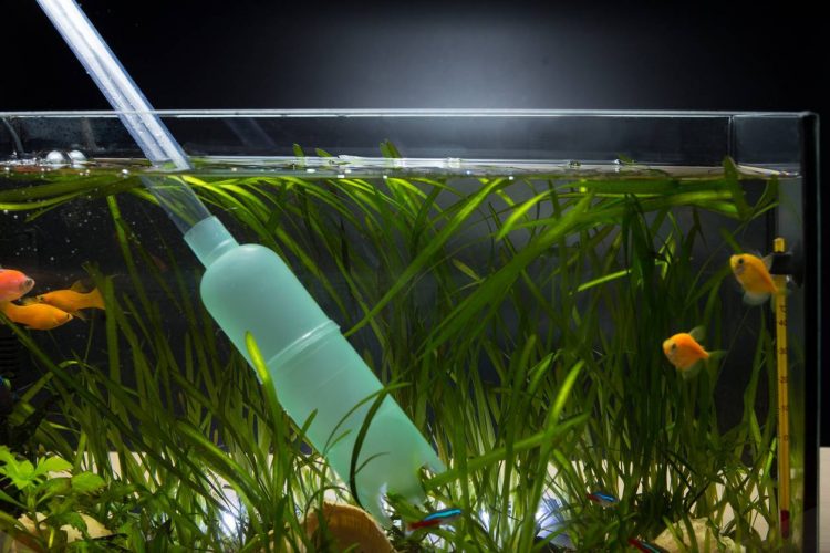 aquarium nettoyage